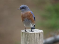 Western Bluebird